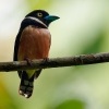 Lobos zlutocerny - Eurylaimus ochromalus - Black-and-yellow Broadbill o6951